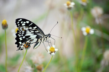Fototapeta premium butterfly on a flower