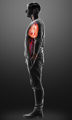 3d rendered, medically accurate illustration of a male lung anatomy