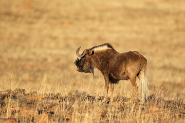 A black wildebeest (Connochaetes gnou) in natural habitat, Mountain Zebra National Park, South Africa.