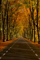 Long lane of trees