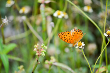 butterfly on flower