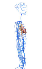 3d rendered medically accurate illustration of the Veins