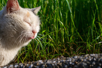 野良猫の日向ぼっこ
