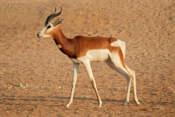 Male critically endangered dama gazelle (Nanger dama), Northern Africa .