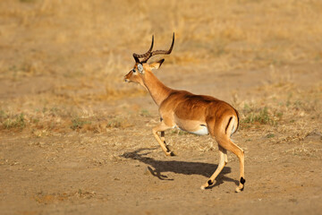 Male impala antelope (Aepyceros melampus) running, Kruger National Park, South Africa.