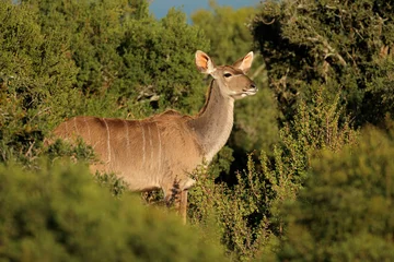 Plexiglas foto achterwand Vrouwelijke koedoe-antilope (Tragelaphus-strepsiceros) in natuurlijke habitat, Zuid-Afrika. © EcoView