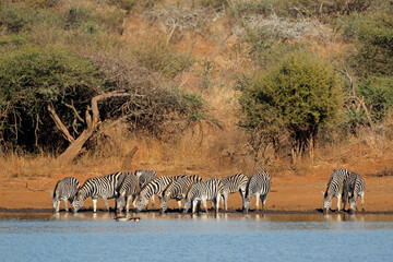 Fototapeta na wymiar Herd of plains zebras (Equus burchelli) drinking water, Kruger National Park, South Africa.