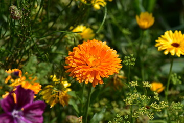 Ringelblumen mit leuchtenden Farben im Blumenbeet 