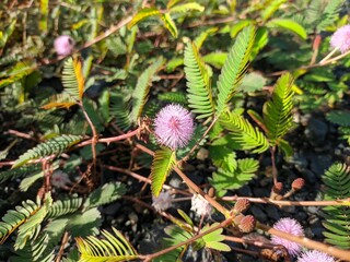 Princess shy Flower (Mimosa Pudica) Grows in Borneo Tropical Nature