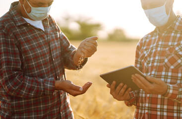 Farmers in sterile medical masks discuss agricultural issues on a wheat field. Farmers with tablet...