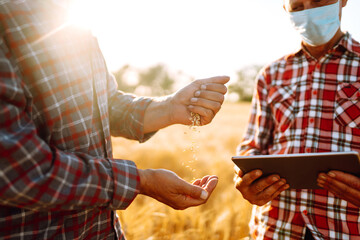 Farmers in sterile medical masks discuss agricultural issues on a wheat field. Farmers with tablet...