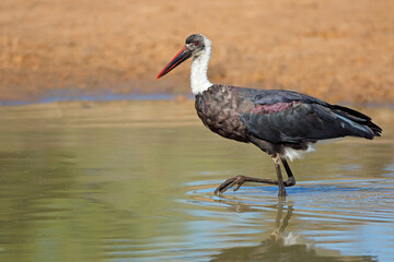 Woolly-necked stork (Ciconia episcopus) standing in shallow water, South Africa.