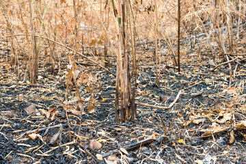 Dry damaged trees and ashes on dark ground in burnt bamboo forest