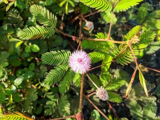 Princess shy Flower (Mimosa Pudica) Grows in Borneo Tropical Nature