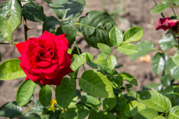 Red rose is beautiful flower in background with green leaves.