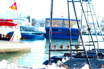 Obraz premium Bird on the habour of Black Sea during winter with full snow, Caucasus mountain in Batumi, Georgia