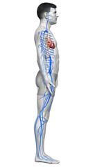 3d rendered medically accurate illustration of a male Veins anatomy