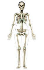3d rendered, medically accurate illustration of a female skeleton system