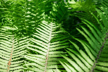 Fern in the forest as a background. Flower plants outdoors. Beautiful green color.