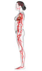 Obraz na płótnie Canvas 3d rendered medically accurate illustration of Female arteries