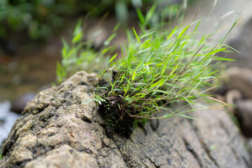 Tiny bush over rock