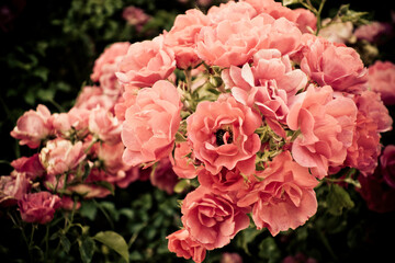 beautiful flower pink red roses  - rosebush in garden in old vintage coloring 