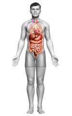 3d rendered medically accurate illustration of male Digestive System