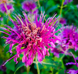 purple thistle flower