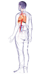 3d rendered, medically accurate illustration of a male lung anatomy