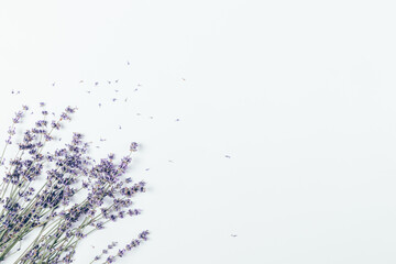 Beautiful lavender flowers on white background