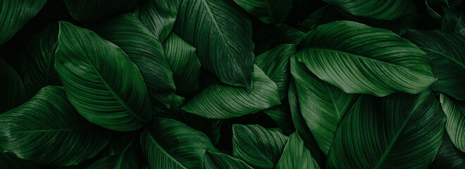 abstract green leaf texture, nature background, tropical leaf  © eakarat