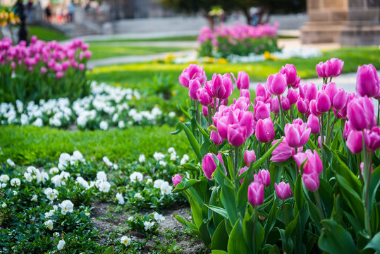 Many pink tulips in the park in Kosice during spring. Spring blossom