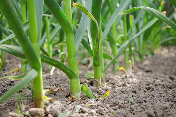 Green garlic plants grow in rows in the country. Young garlic plants in the field, copy space. Organic farming on the backyard or farm. Garlic plantation in the garden.
