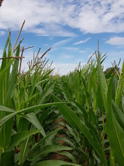 Fototapeta premium corn field against blue sky