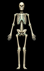 3d rendered, medically accurate illustration of the skeleton system