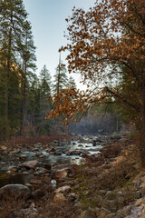 Winter view of the swirling Tuolumne river with huge river rocks and a tree with withered leaves in Yosemite Park, California.