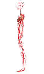 3d rendered medically accurate illustration of  arteries