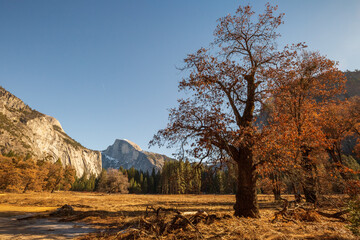 Fototapeta premium Winter view of marble mountain Half Dome and dry tree in Yosemite Park, California.