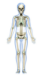 3d rendered, medically accurate illustration of a young boy skeleton system