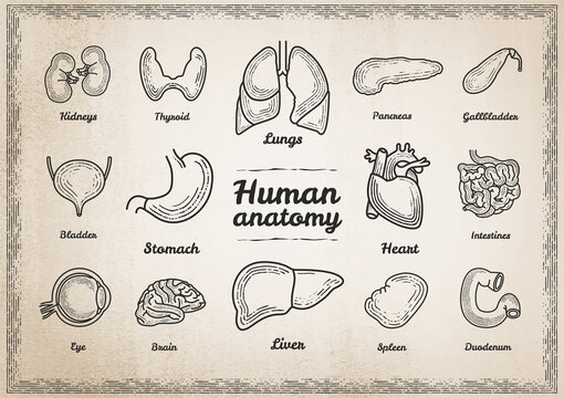 Human anatomy. illustration, icons, set. Сonceptual illustration, Sign, symbol, element. Set of vector graphic images. Icons in flat, contour, thin, vintage and linear design. The study and structure 
