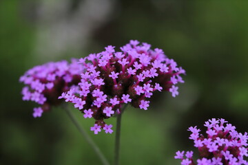 バーベナボナリエンシスの紫色の花