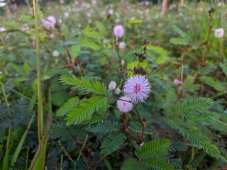 Princess shy Flower (Mimosa Pudica) Grows in Borneo Tropical Nature