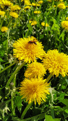 yellow dandelions on green grass