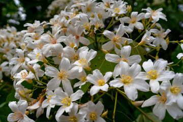 Beautiful white tung tree flowers at hakka tung blossom festival. 