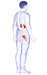 3d rendered, medically accurate illustration of the kidneys