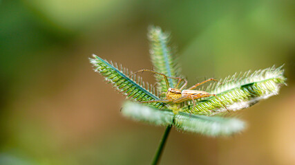 Jumping spider on grass flower