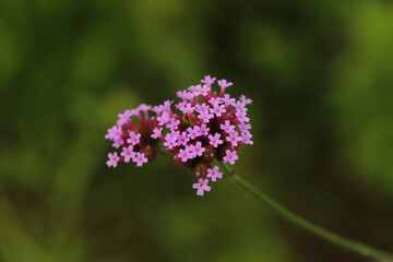 バーベナボナリエンシスのピンク色の花