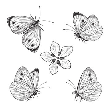 Hand drawn Flying and Sitting Butterflies Set