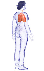 3d rendered, medically accurate illustration of a female lung anatomy