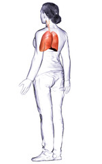 3d rendered, medically accurate illustration of a female lung anatomy